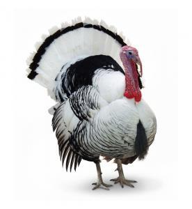 Turkey Day Turkey
